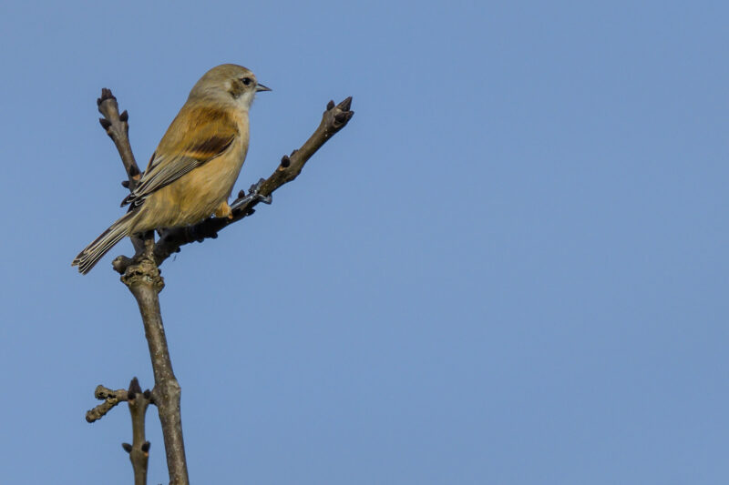 Rémiz penduline femelle